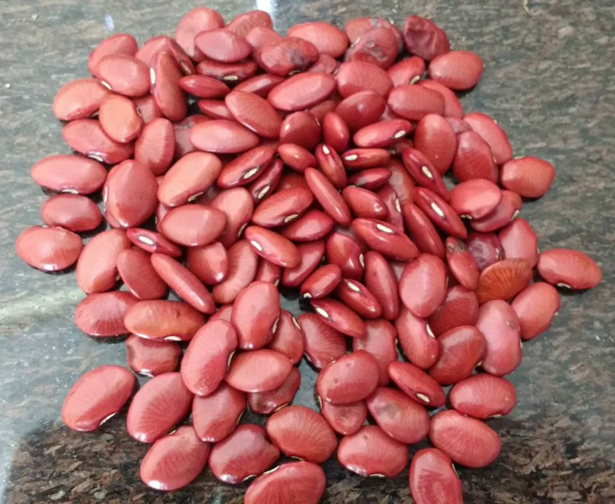 FAVA VERMELHA 1KG